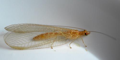 Réf. 334 607 : Chrysoperla sp.